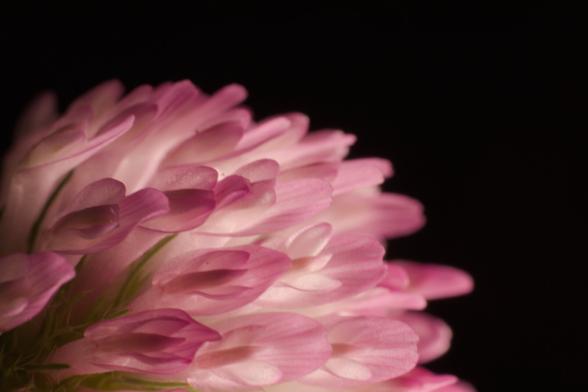 Macro shot of a pink clover flower