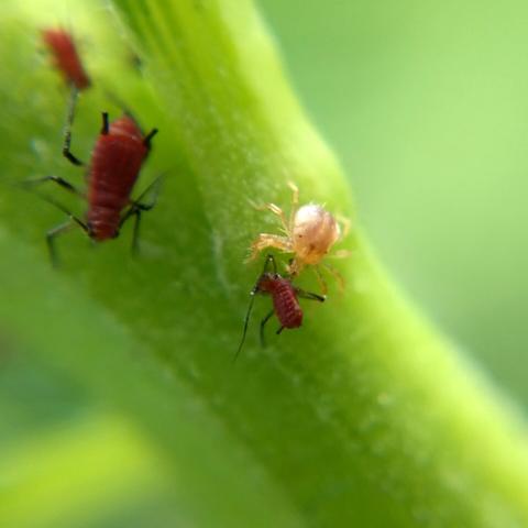 In the green shade of a goldenrod stem, a squat, star-legged, pale whirligig mite feeds on a small dark red aphid. (More aphids of the same kind are in the background.) Whirligig mites are normally orange- to cherry-red, but this one is almost translucent, and its normally inconspicuous dark red eyes are quite visible.