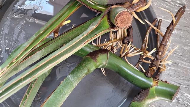 Stems of a Monstera with a lot of fine water-roots, laying on a grey floor.