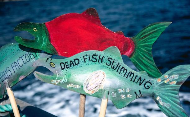3 Salmon shaped wood painted protest signs in boat. One in front is green & has sea lice infections on it - it reads - Dead fish swimming.
Background is ocean water.