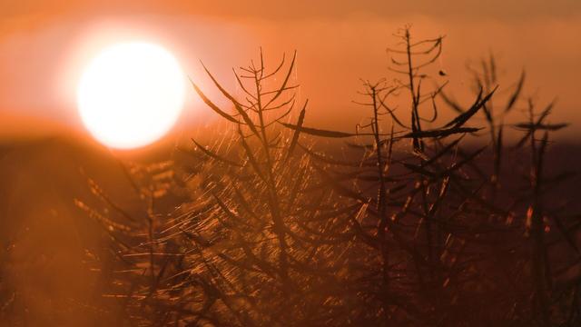 A dark red sunset (unedited) where the sun shines through some spiderwebbings on top of raps with a dark portion on the right edge.