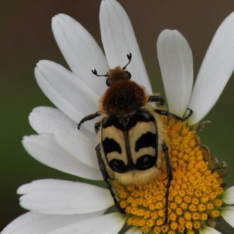 Beetle disguised as a bumblebee sitting on a flower.