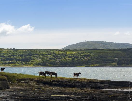 Cows standing on a rocky outcrop of land with sparse grass and one looking out at the sea.
In the background is an opposite shore and a hill in the far distance.