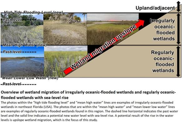 schematic/photos - Overview of wetland migration of irregularly oceanic-flooded wetlands and regularly oceanic-flooded wetlands with sea-level rise. The photos within the “high tide flooding level” and “mean high water” lines are examples of irregularly oceanic-flooded wetlands in northeast Florida (USA). The photos that are within the “mean high water” and “mean lower low water” lines are examples of regularly oceanic-flooded wetlands found in this region. The dashed line horizontal indicates the past water level and the solid line indicates a potential new water level with sea-level rise. A potential result of the rise in the water levels is upslope wetland migration, which is the focus of this study.