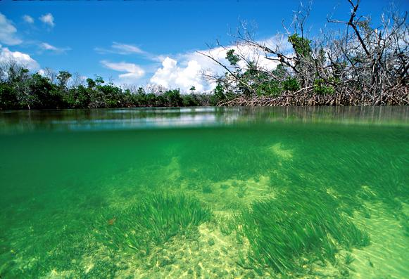 photo - Biscayne Bay Coastal Wetlands