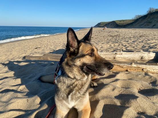 Lena our German Shepherd doing her job in performing surveillance, watching out for predators.  She is a tri color GSD with black back, tan underside and grey and black face.