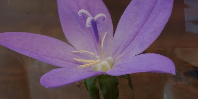 Close-up of a purple flower.