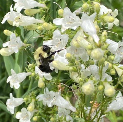 A closeup picture.  A black and yellow bee takes nectar from white flowers.  Plenty of green stems, leaves and buds are mixed in with the white flowers.