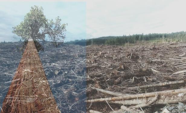 Big Lonely Doug, a giant old growth Douglas fir tree is on the left side. That photo is layered over a large, devastating logging clearcut photo.
