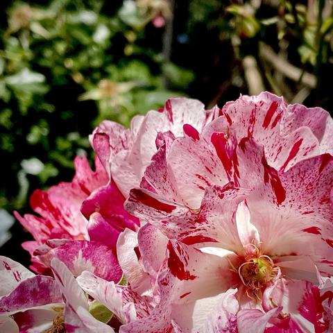 Close up of a fully open rose with many white and pink striped petals.