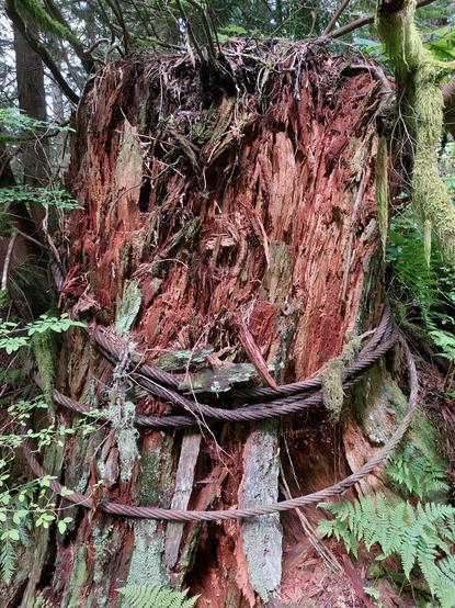 a messily cracked and very weathered tree stump, around the base of which is wrapped four times, an old and rusted metal cable, possibly approaching a century in age