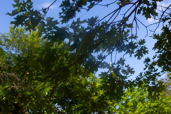 blue sky with a few small whispy clouds in it, with tree branches taking up most of the picture, from two different trees in a darker and lighter green.