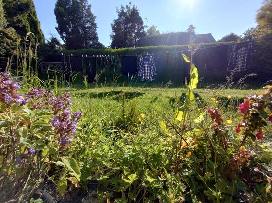 Classic low/wide landscape shot of a cottage front garden. Backlit hedge and conifers with an outbuilding breaking the horizon. Shillouette of laundry hanging over a rough lawn with wildflowers and a discarded hose.
Nearground is an overgrown border of sage and fuchsia broken by buttercups and dock.