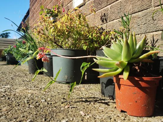 Nearby pots including rescued succulent that has borne flowers