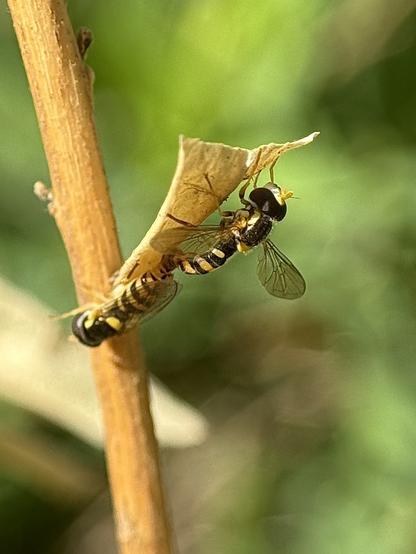 Sphaerophoria syrphids resemble small bees, but are a beneficial type of fly for pest control.