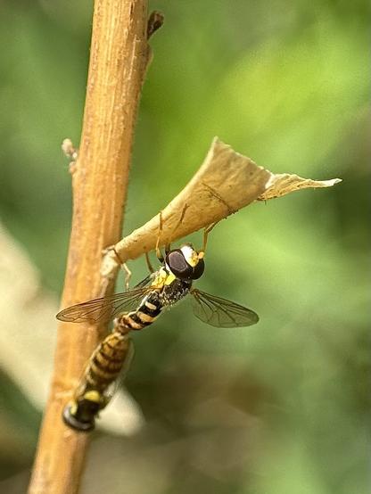 Sphaerophoria syrphids resemble small bees, but are a beneficial type of fly for pest control.