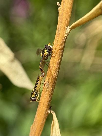 Sphaerophoria syrphids resemble small bees, but are a beneficial type of fly for pest control.