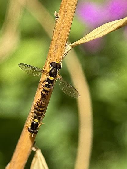 Sphaerophoria syrphids resemble small bees, but are a beneficial type of fly for pest control.