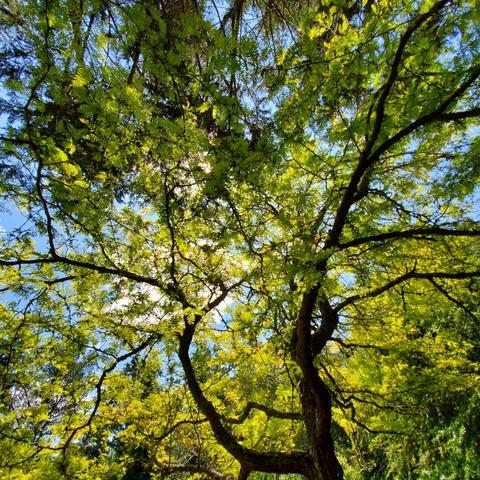 Gorgeous black ash tree with its yellow foliage, back-lit by sunlight.