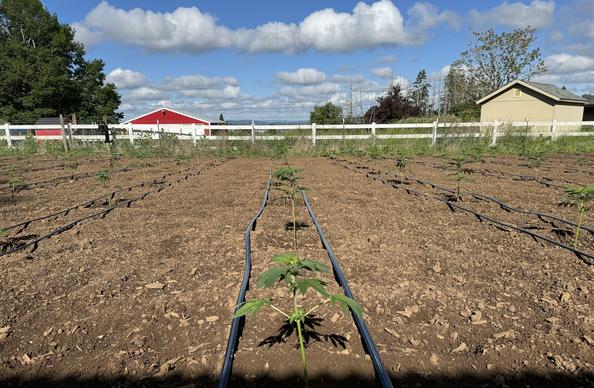 The Milk Barn Farm hemp rows. Small green plants on a large brown field, with blue sky and fluffy clouds above. This is my happy place.