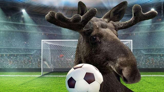 Der SWR3-Elch aus dem Tierpark in Pforzheim vor einem Stadion-Hintergrund. Im Vordergrund liegt ein Fußball. (Foto: SWR3, Adobe Stock)