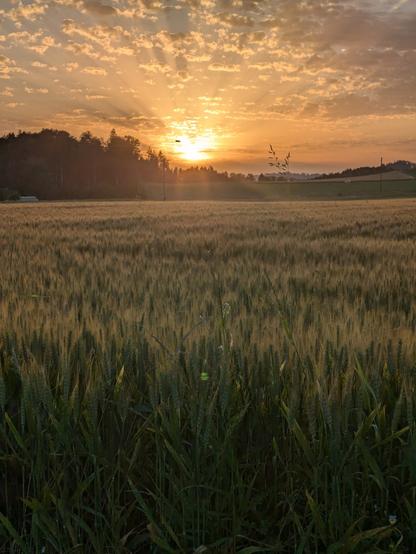 The rising sun over a grain field. The image captured a bee flying in front of the sun.