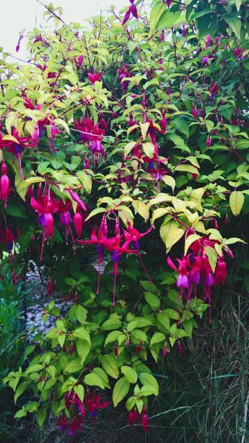 ... #BackToTheFuchsia [EOM]