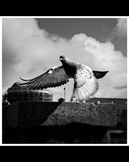 Pigeon taking flight in black and white. Bird staring at camera.