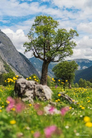Frühling am Ahornboden