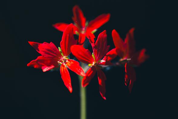 A stalk of red flowers isolated on a black background, being side-lit by the sun.