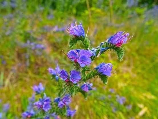Close-up of a viper's bugloss/blue thistle. This is a very special looking kind of plant. Its purple-blue flowers and green, hairy looking leaves spring from a pale root.  The reddish stamens of the blossoms are of unequal length and protrude far out of the corolla. The plant is very popular with insects and butterflies as there is plenty of nectar.