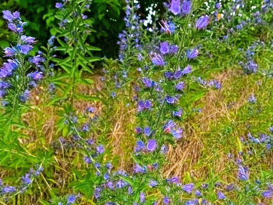 More blue thistles/viper's bugloss.