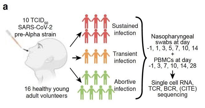Slide from study slashing pre-Alpha strain being used for challenge study