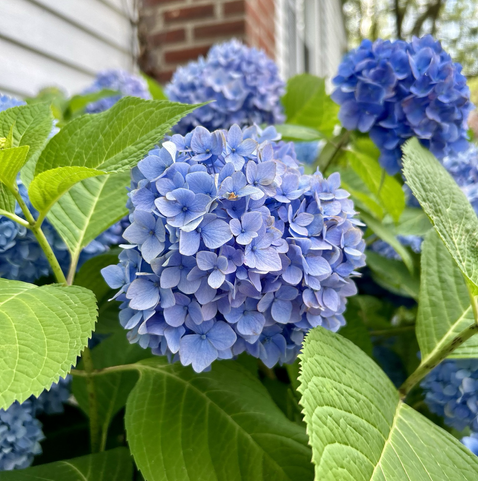 Closeup of a light purplish-blue hydrangea bloom with a background of half-a-dozen hydrangea blooms on a large bush in a variety of pale and dark purples and blues, with a peek of white siding and a red brick chimney at the top of the photo. The mop-head blooms are made up of four-petalled florets with tiny seed-pearl-like centers.