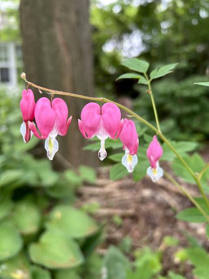A thin plant branch with five pink and white bleeding heart flowers dangling from it. The one in the center faces the camera making a perfect heart shape. The background is blurred out tree and hostas.