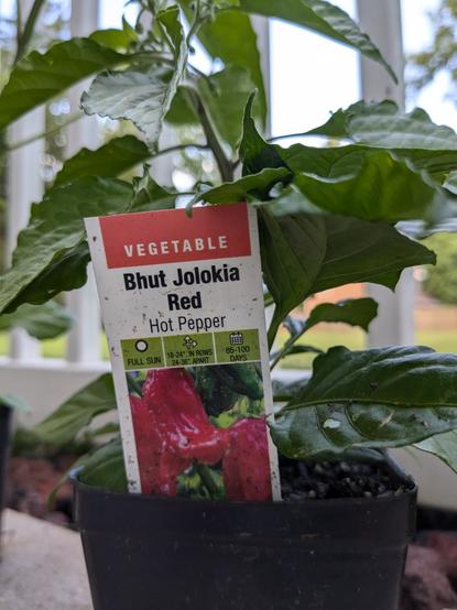 a ghost pepper plant 

this was the hottest pepper in the world until about 3 years ago