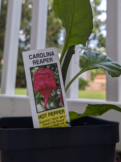 Carolina Reaper pepper plant

this replaced the ghost pepper as the world's hottest pepper about 3 years ago