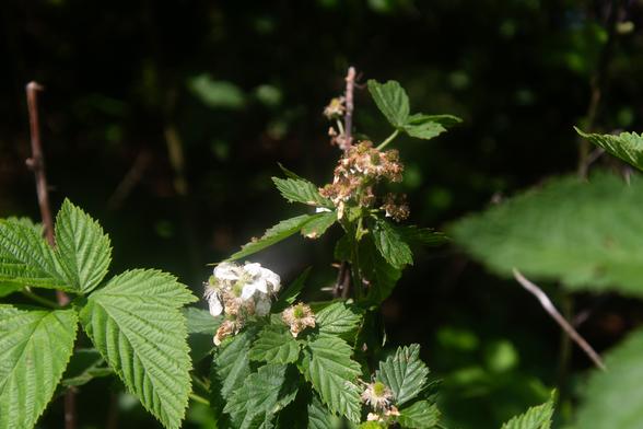 a little bit of yellow brown on a flower that might be cotton along with some leaves with a dark background. I honestly am not sure what this is so I'm sorry I can't be more help.
