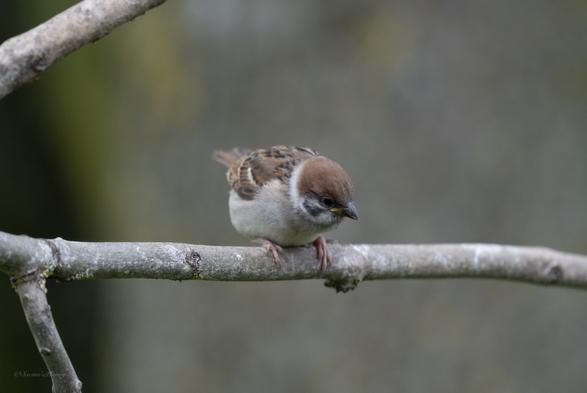 A tiny baby Tree Sparrow perched on a horizontal branch, looking down to the right towards the ground, The Sparrow has a light brown head cap, dark face markings and a buff coloured throat and chest with mixed streaks of brown on the back and wings. There is a yellow "gape" which shows this is a young bird