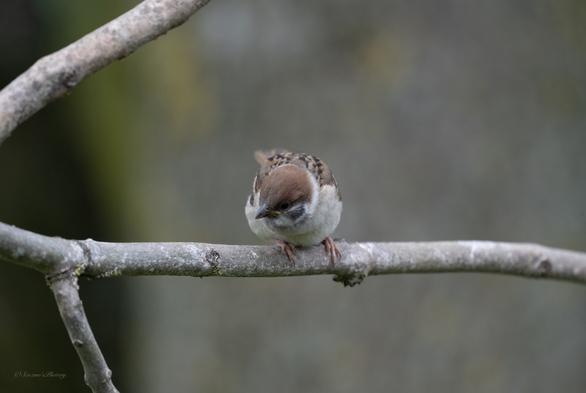 A tiny baby Tree Sparrow perched on a horizontal branch, looking down to the left towards the ground, The Sparrow has a light brown head cap, dark face markings and a buff coloured throat and chest with mixed streaks of brown on the back and wings. There is a yellow "gape" which shows this is a young bird