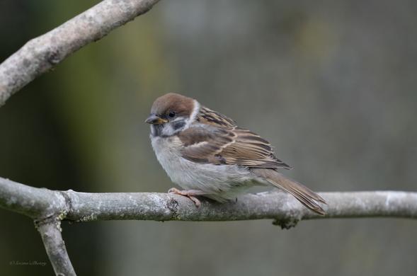 A tiny baby Tree Sparrow perched on a horizontal branch, facing to our left, its head is turned towards the camera a little The Sparrow has a light brown head cap, dark face markings and a buff coloured throat and chest with mixed streaks of brown on the back and wings. There is a yellow "gape" which shows this is a young bird