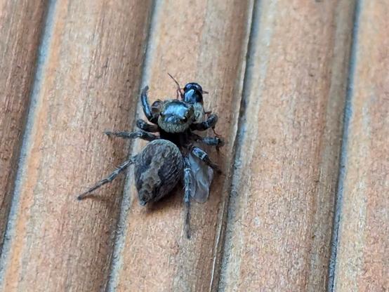 A jumping spider that just caught a flying ant.