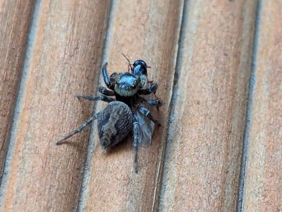 Jumping spider that just caught a flying ant.