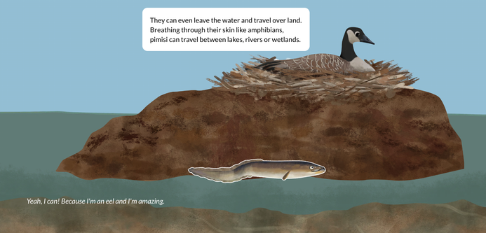 An illustrated scene with an adult eel (centre) swimming from left to right past a goose sitting on a brown mound of earth in a nest. There is a text box which reads "They can even leave the water and travel over land. Breathing through their skin like amphibians, pimisi can travel between lakes, rivers or wetlands.
