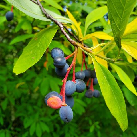 Indian plums - red & purple, plum-like, small berries. Spear shaped, elongated oval leaves.