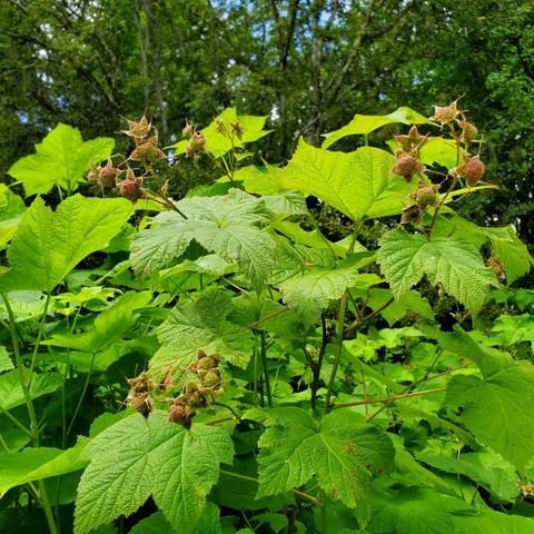 Thimbleberries ripening on vine patch.