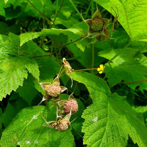 Close up of thimbleberries ripening.