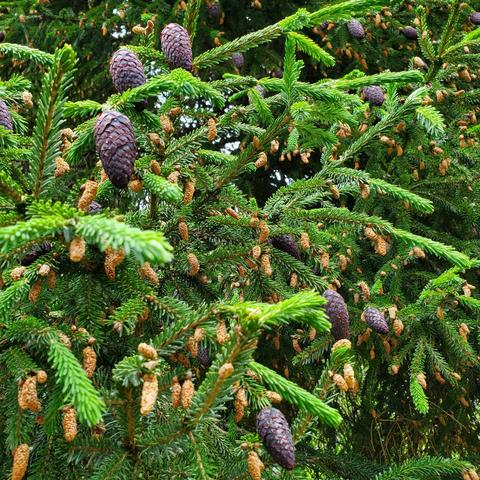 Purple cones on this introduced Chinese spruce tree