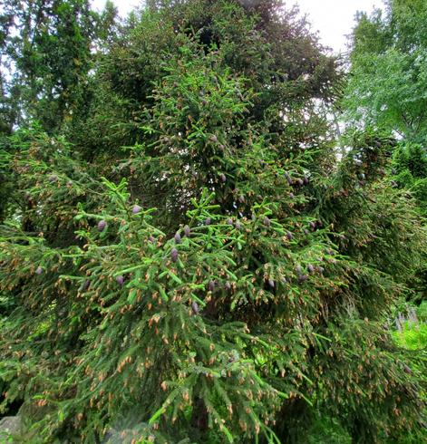 Purple cone spruce tree is covered in purple cones & brown seeds.