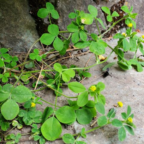 Black medick plant. Clover like tri-foliage with tiny yellow flowers. Running on ground creeping vine stems.